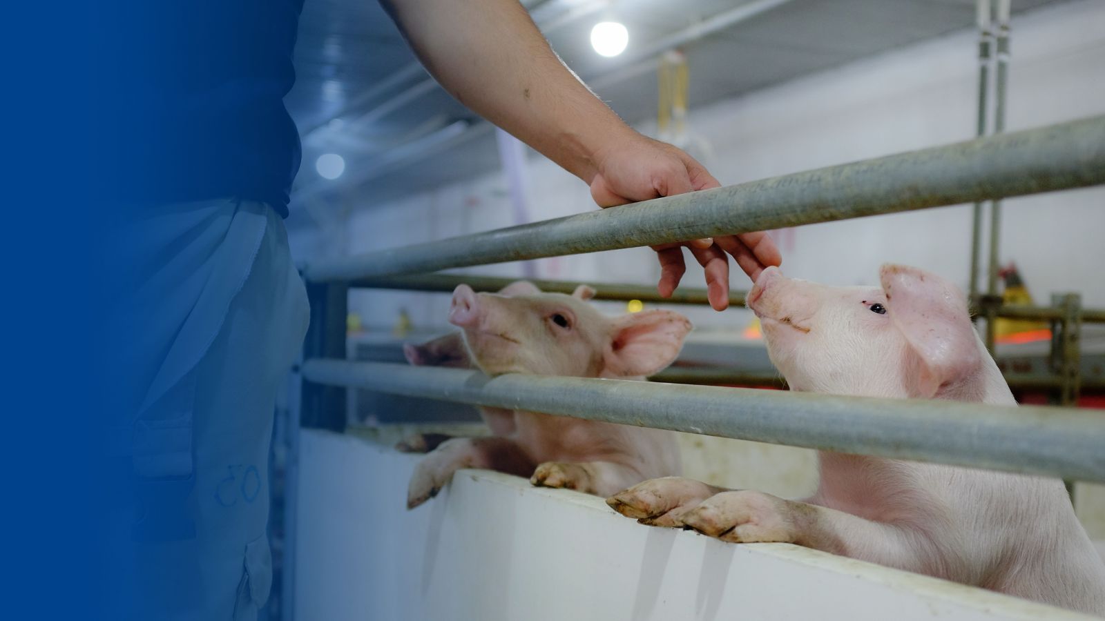 IPO Nông nghiệp Hòa Phát (HPA), nếu làm…