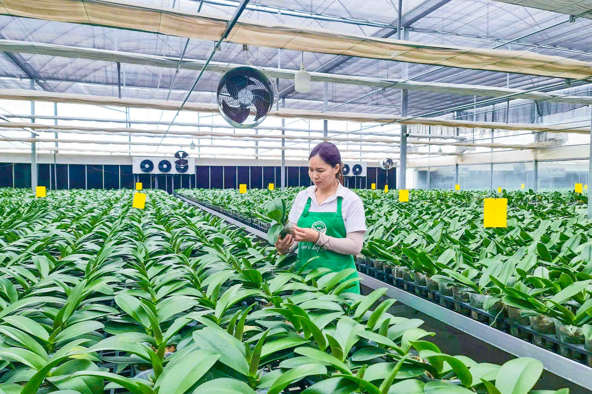 Mở rộng danh mục sản phẩm, dịch vụ nông nghiệp hưởng ưu đãi thuế 5%