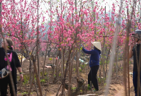 Giá cả thị trường Tết: Thực phẩm ổn định, cây cảnh “đại hạ giá” ngày 29 Tết