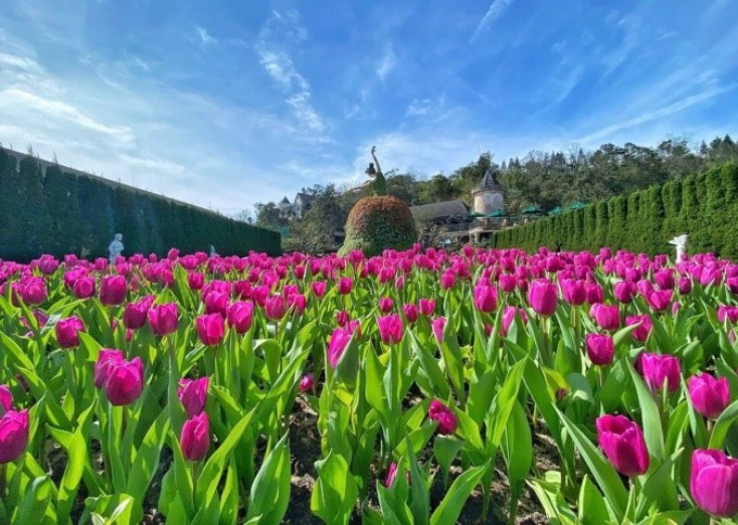 Thưởng ngoạn hàng nghìn bông tulip quý hiếm trên đỉnh Bà Nà dịp Tết Nguyên đán