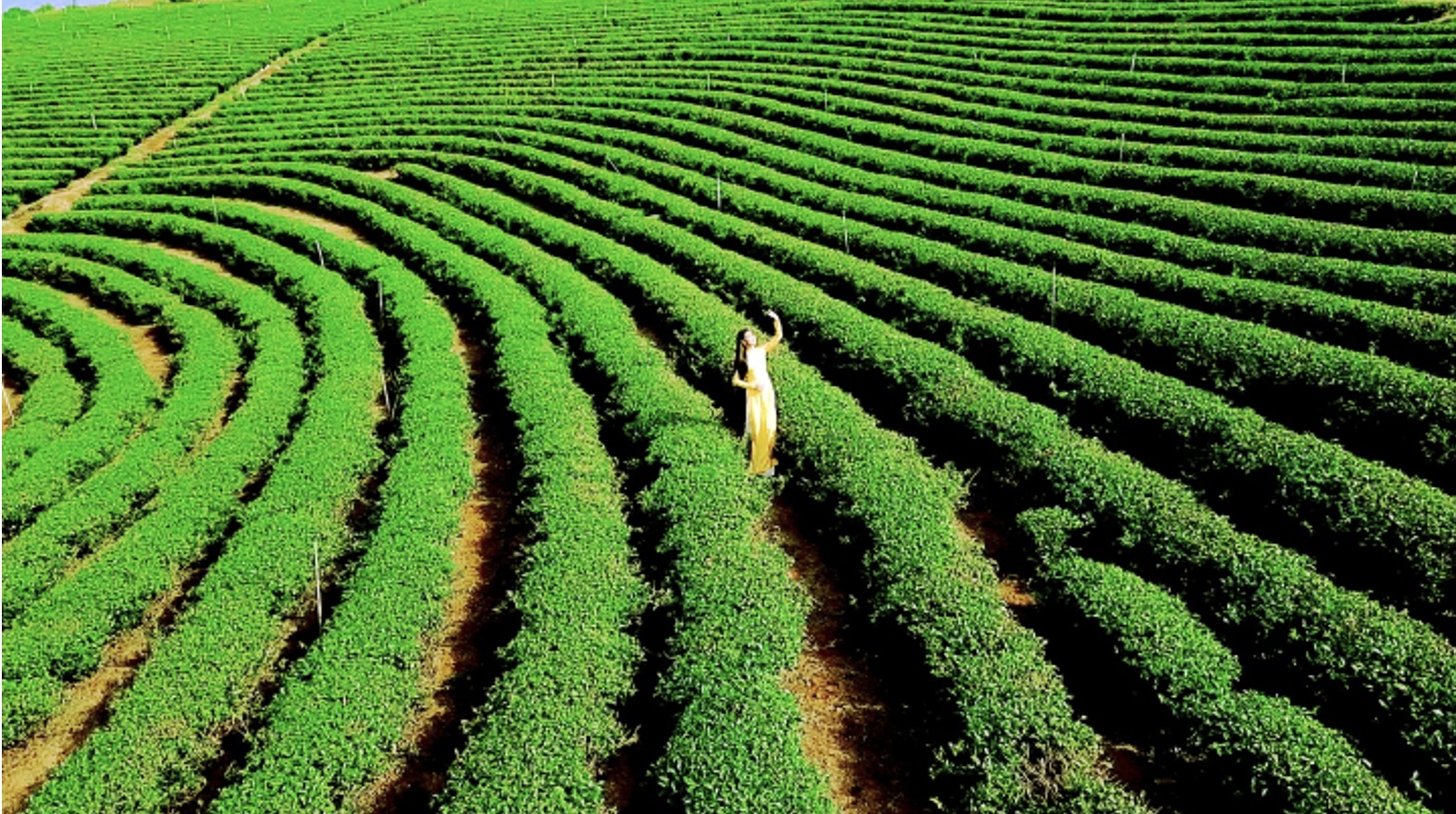 Lâm Đồng, một trong những thủ phủ chè của Việt Nam đang ngày càng khẳng định vị thế và phát triển không ngừng.