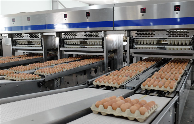 
									 Gia cầm Hòa Phát tăng trưởng lợi nhuận 135% nhờ giá trứng hồi phục
								 