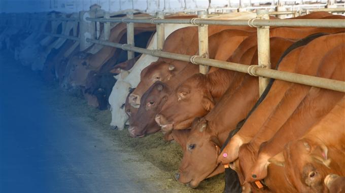 Nông nghiệp Hòa Phát (HPA) sẽ lên HOSE vào tháng 12/2025