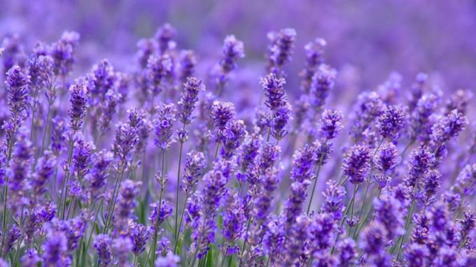 Một cổ phiếu “họ Masan” tím trần sau tin chia cổ tức tỷ lệ lên tới 480%