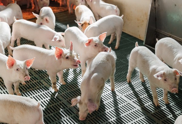 HPA lãi ròng 1.600 tỷ đồng năm 2025, chuẩn bị niêm yết HOSE