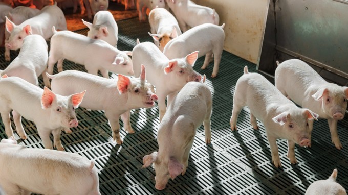 HPA lãi ròng 1.600 tỷ đồng năm 2025, chuẩn bị niêm yết HOSE