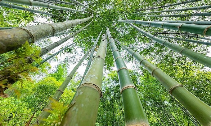 TreeBank phát triển vùng nguyên liệu 250 ha tại Nghệ An, kết nối nguồn lực ESG từ doanh nghiệp