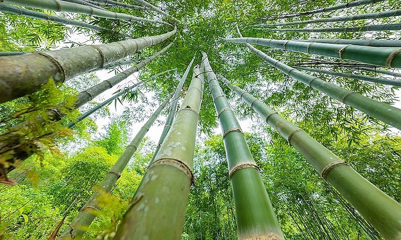 TreeBank phát triển vùng nguyên liệu 250 ha tại Nghệ An, kết nối nguồn lực ESG từ doanh nghiệp