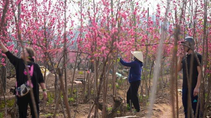 Giá cả thị trường Tết: Thực phẩm ổn định, cây cảnh “đại hạ giá” ngày 29 Tết