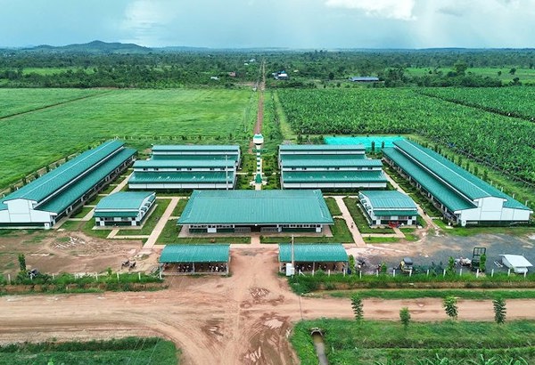 Thaco đưa thêm người vào HĐQT HAGL Agrico